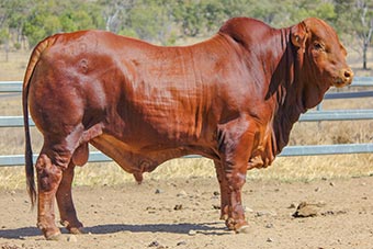 Sale Lot 111 | 2019 Droughtmaster National Sale
