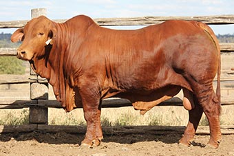 Sale Lot 112 | 2019 Droughtmaster National Sale