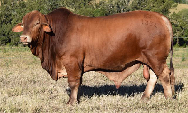 Bryvonlea Rolleston (P) D5 | Huntly Droughtmasters
