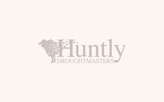 Huntly Normanby (P) D5 | Huntly Droughtmasters